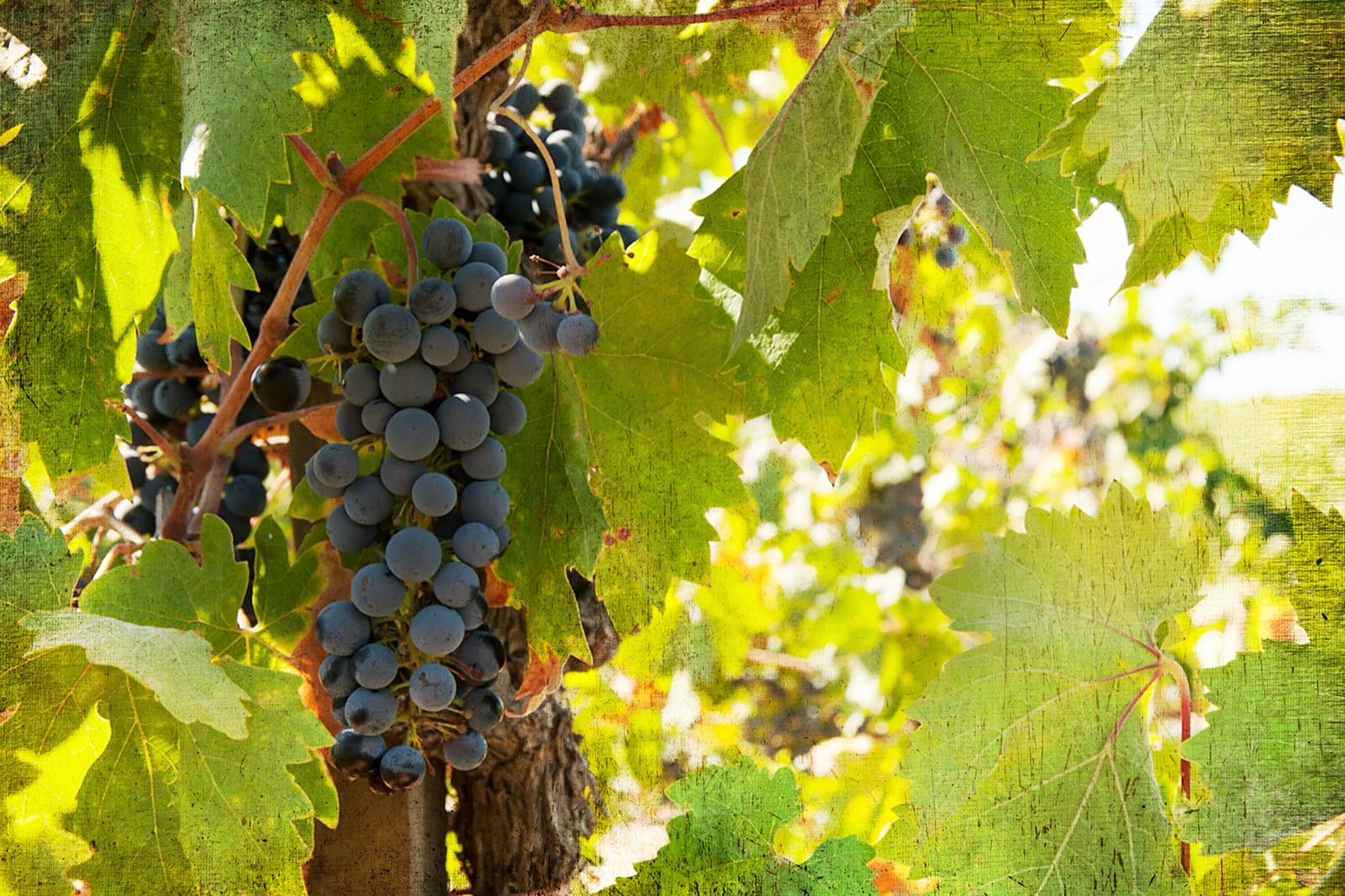 Lucca Winery vineyard rows in California