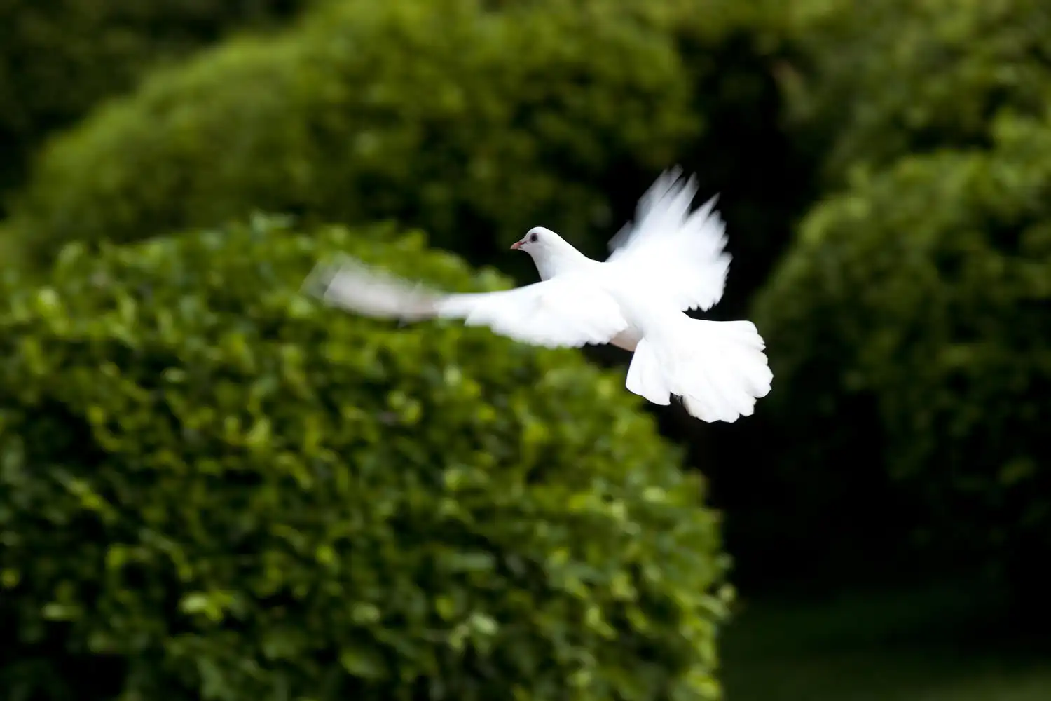 White Dove Release website